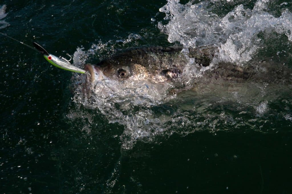 Striper caught on a plug