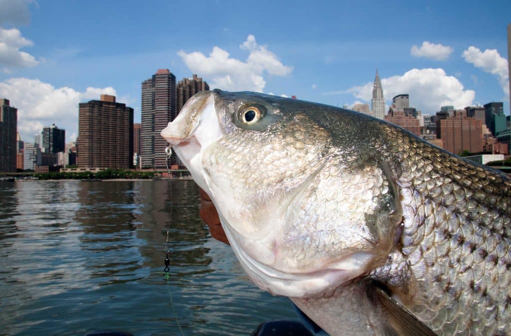 Catching stripers in New York