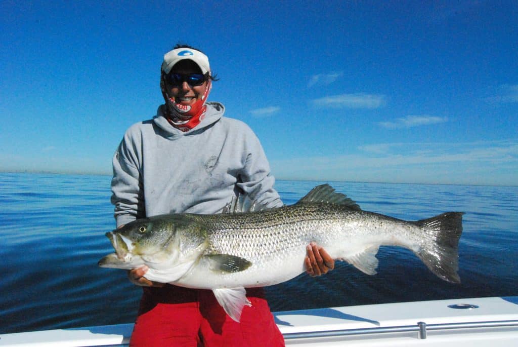 Large striped bass