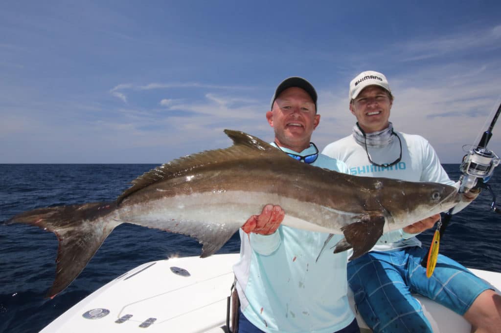 Cobia caught on an offshore wreck