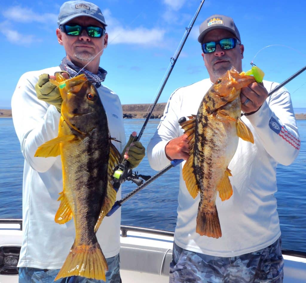 Two calico bass caught at the same time