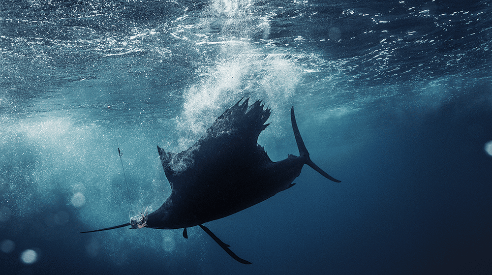 Underwater pelagic sailfish swimming under sportfishing boat