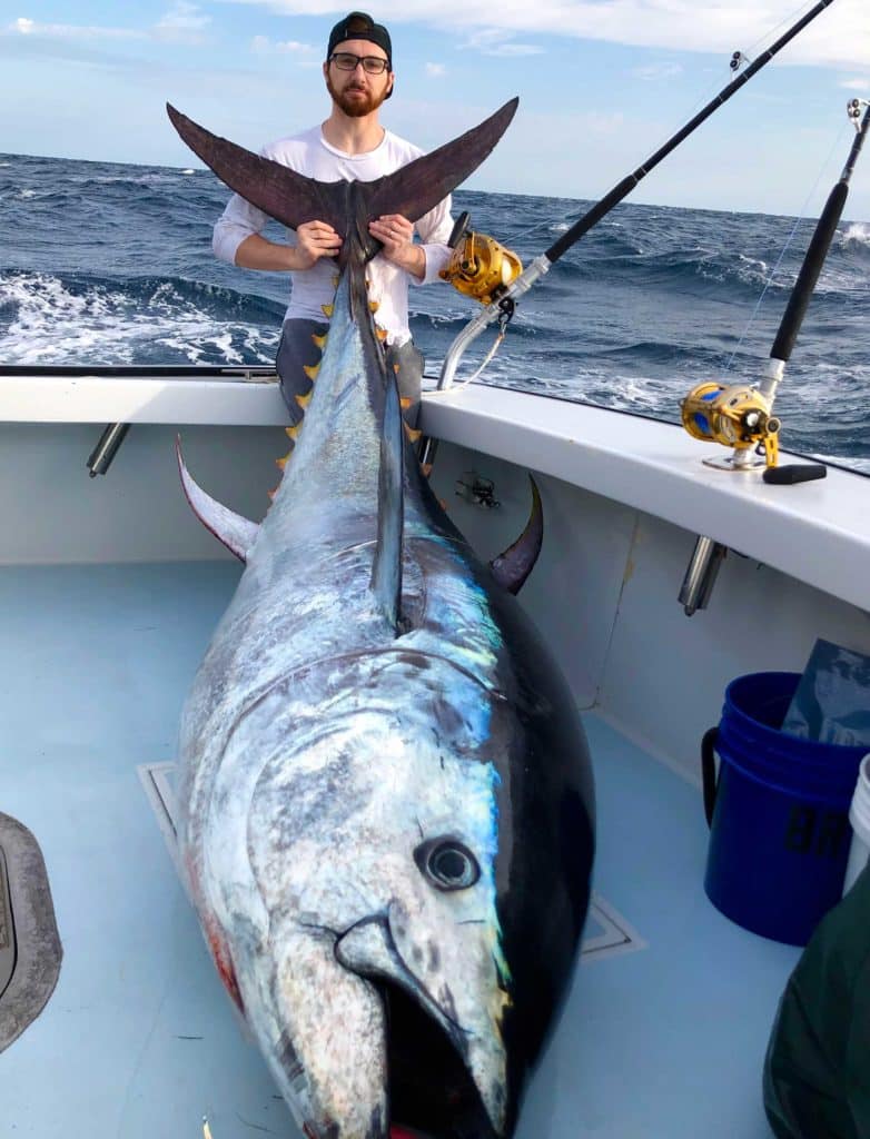 Mega bluefin tuna caught offshore