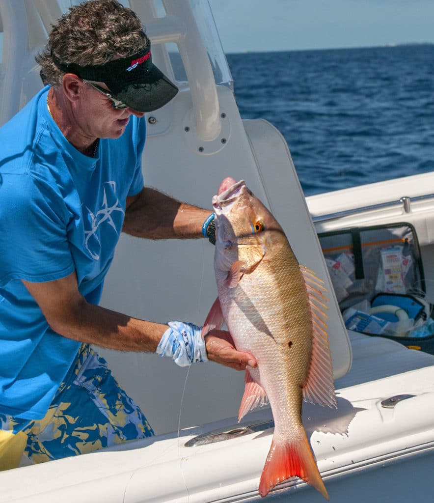 Barotraumatized mutton snapper