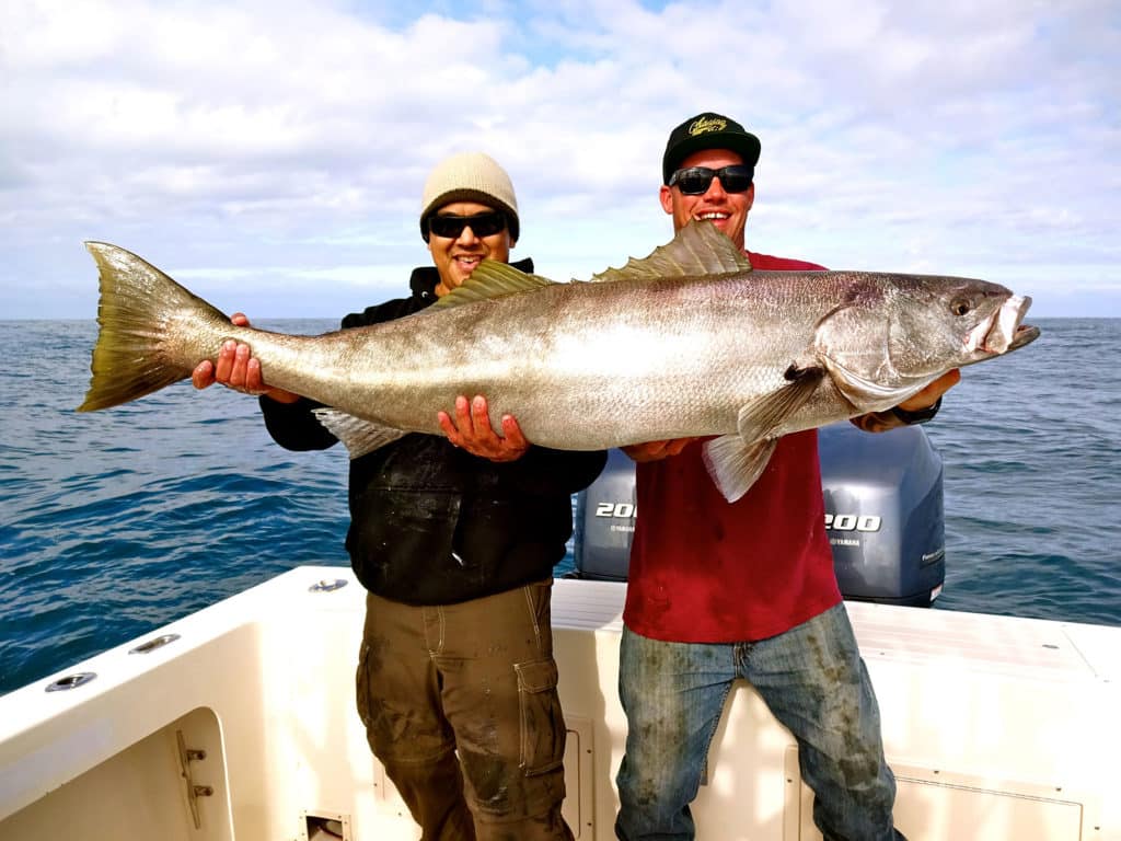 White seabass in SoCal