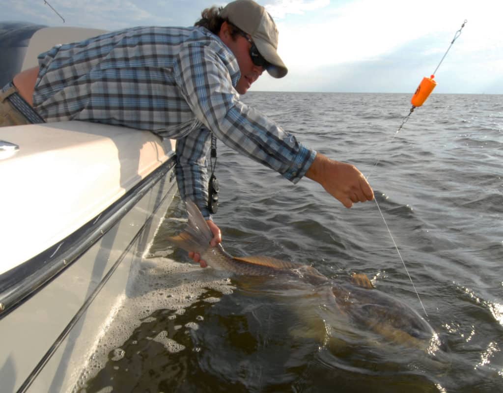 Large redfish caught using a popping cork