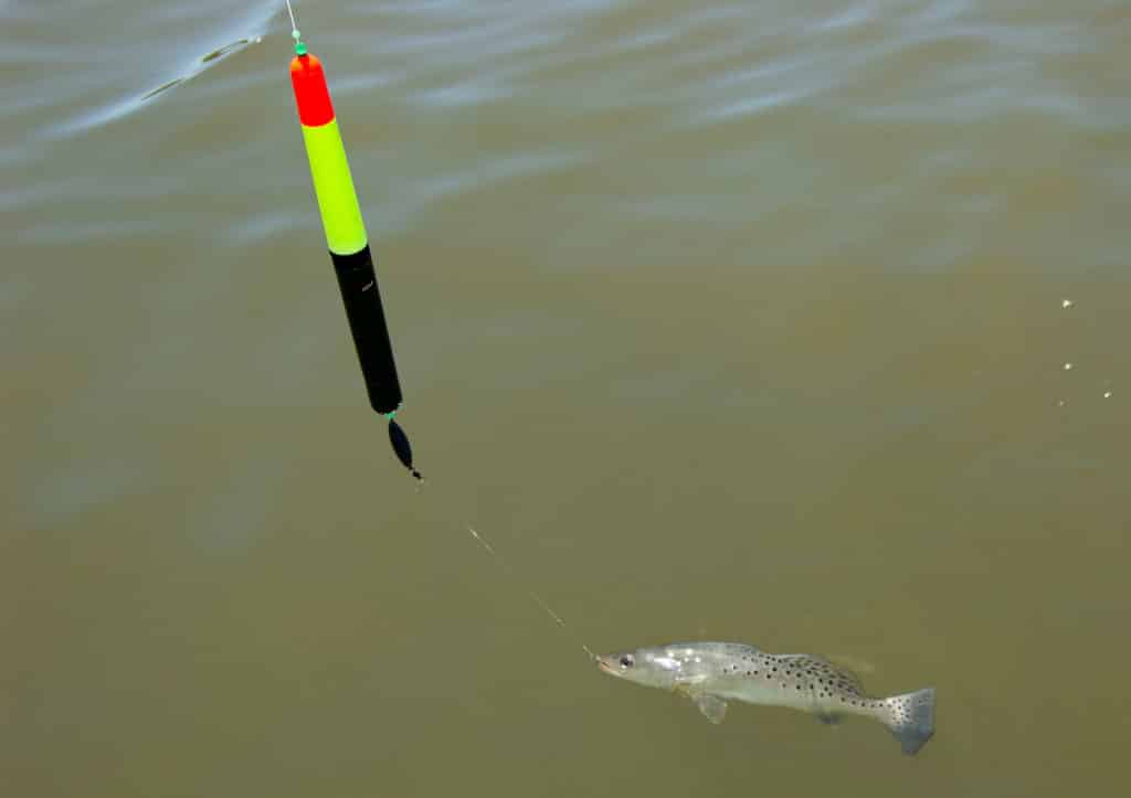 Trout caught using a pencil float