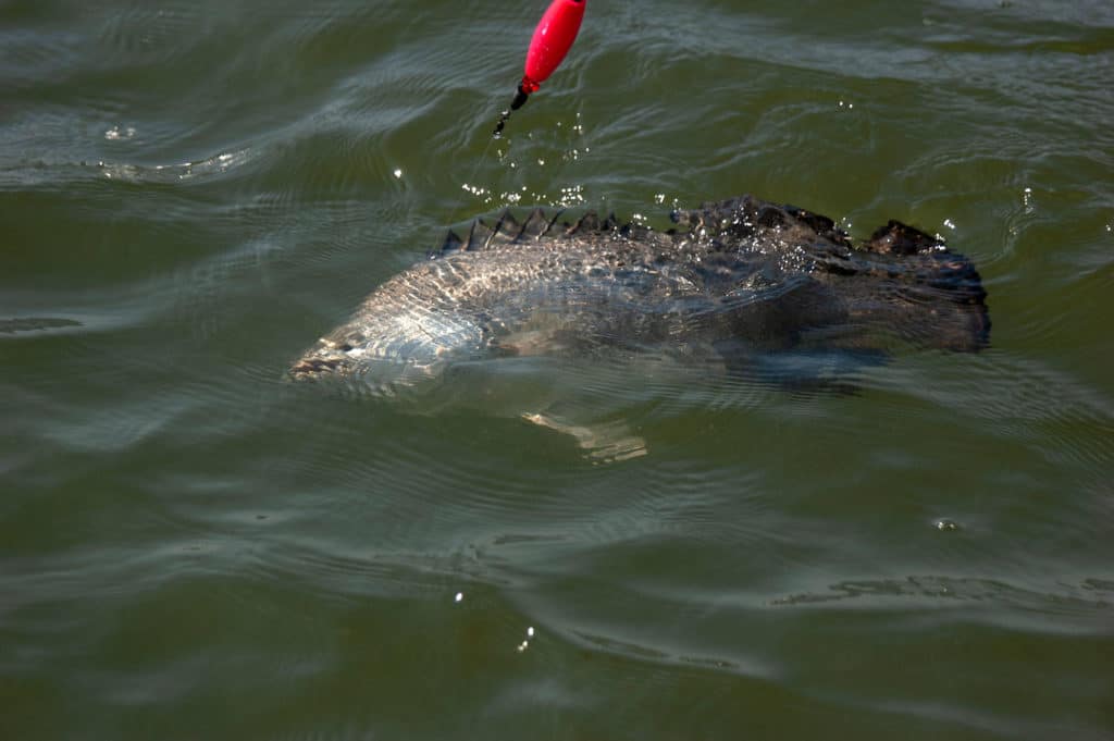 Tripletail caught on a popping cork