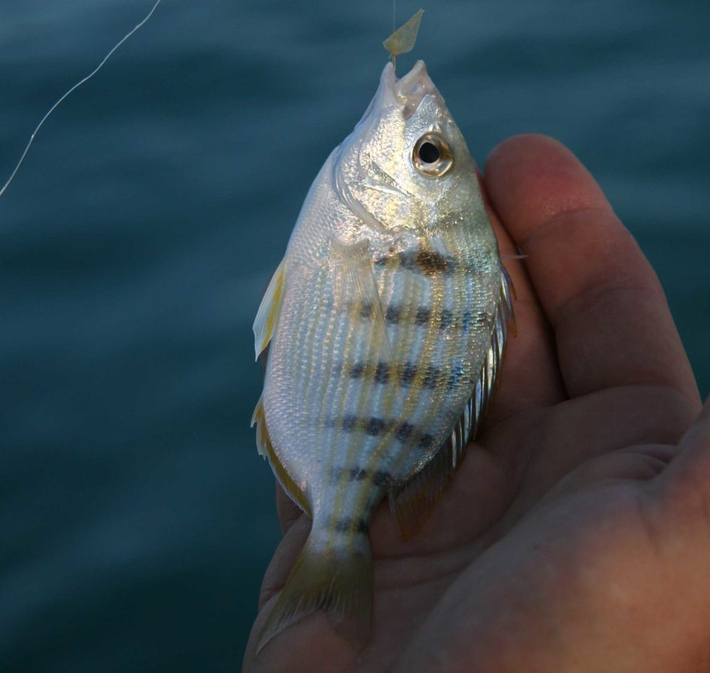 Pinfish being used for bait