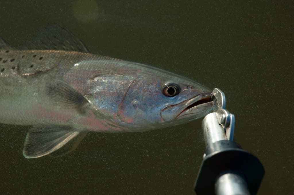 Speckled trout in deep water