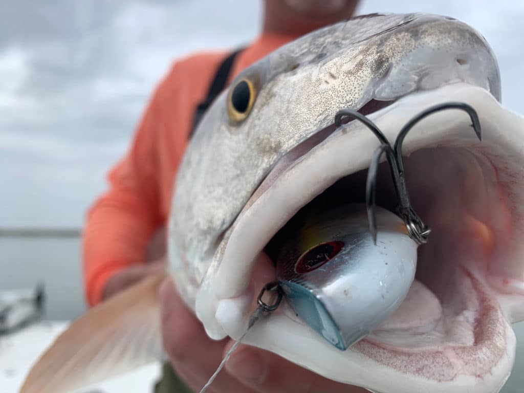 Trout caught using a crankbait