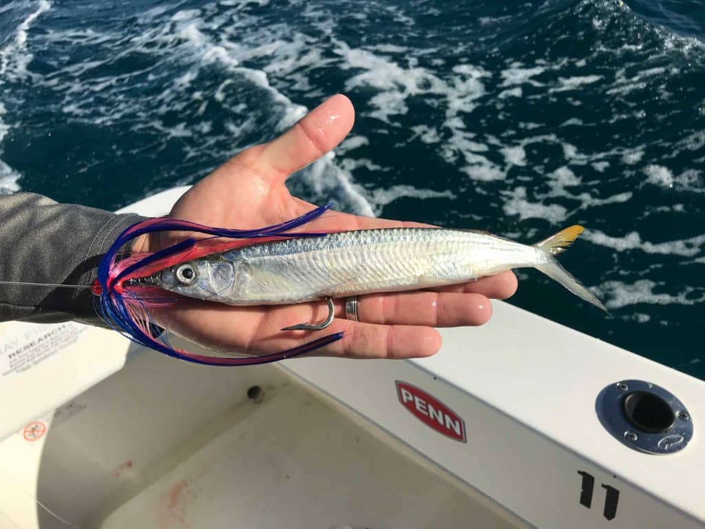 Ballyhoo being used for bait