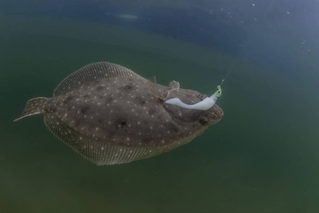 Flounder caught in Cedar Key