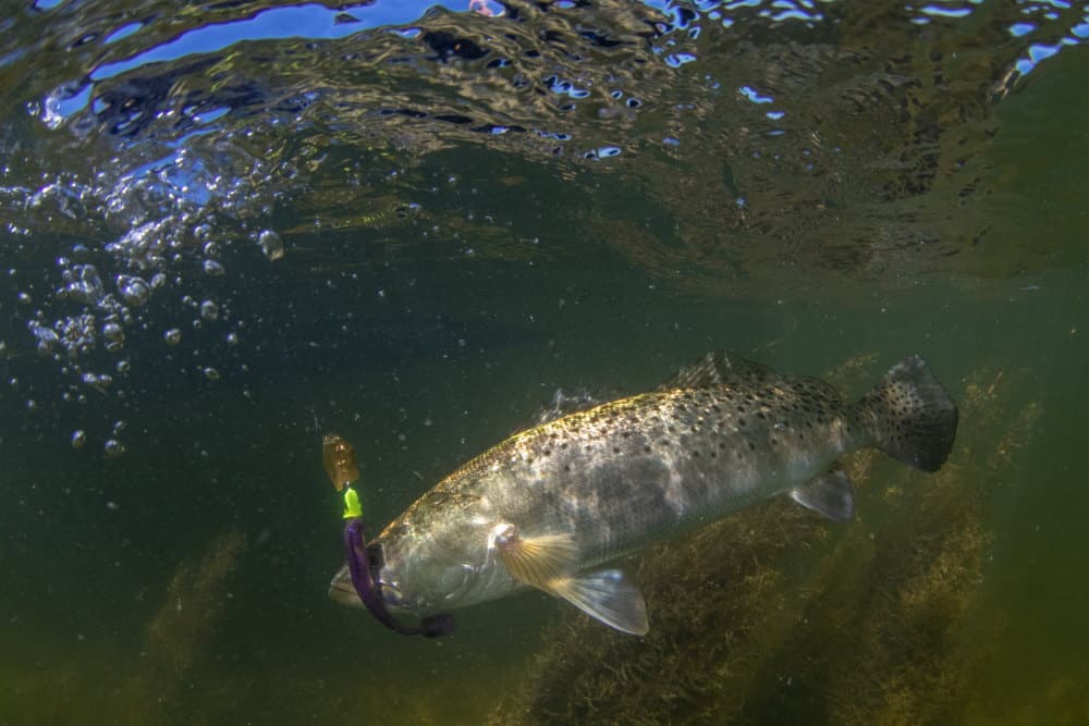 Cedar Key trout