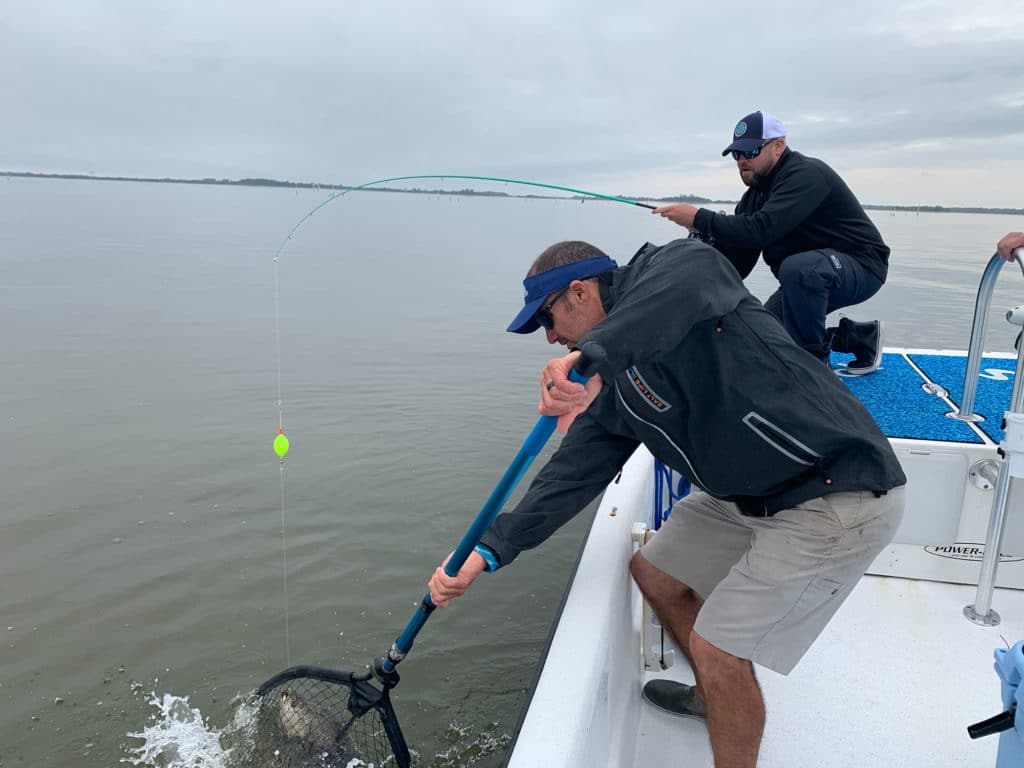 Tripletail caught in Cedar Key