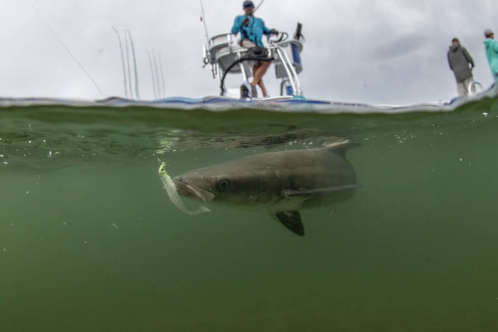 Cobia caught on jig