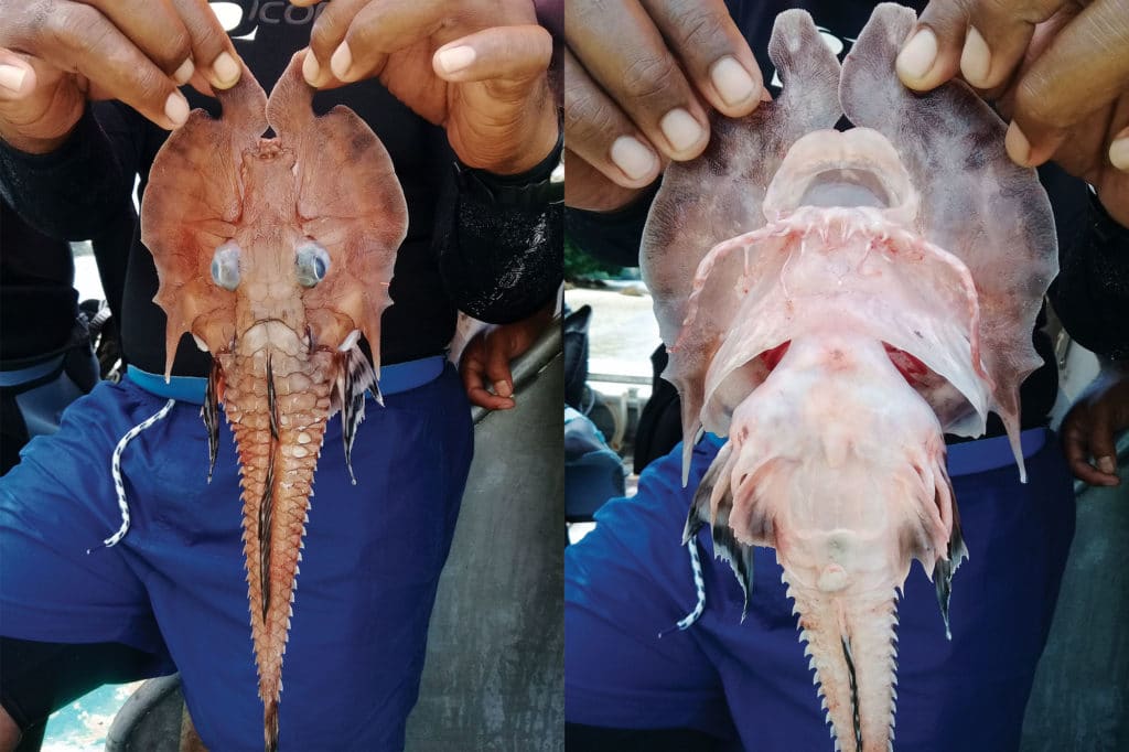 Jaggedhead gurnard caught in Fiji