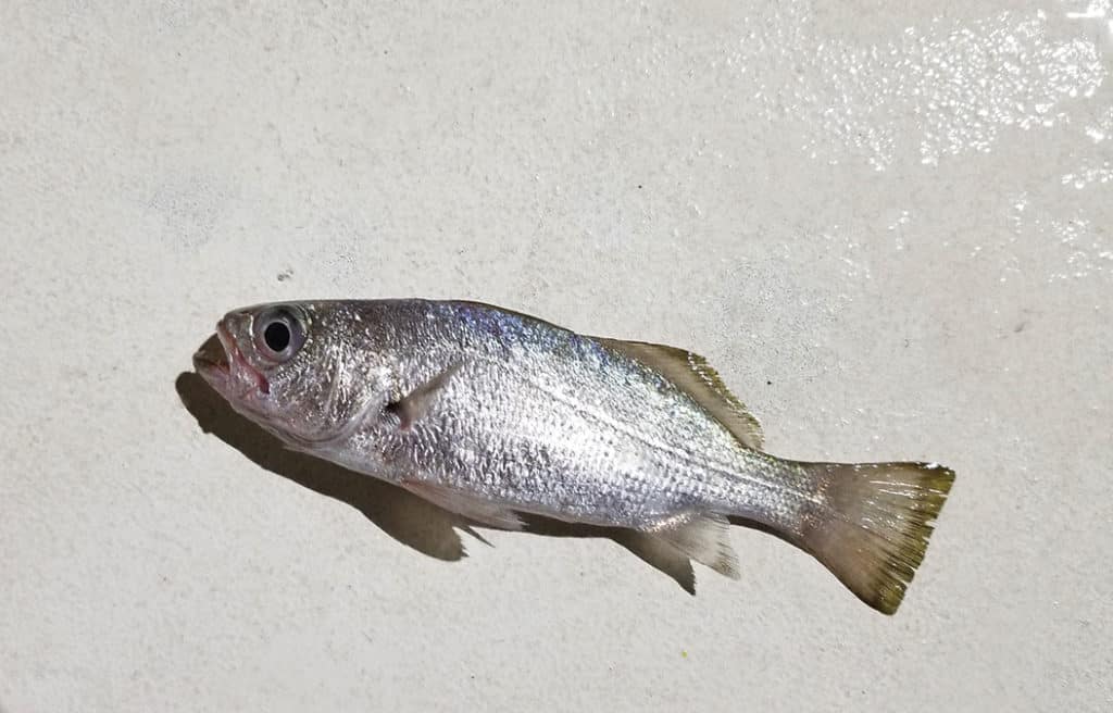 Reef croaker caught in Fort Lauderdale