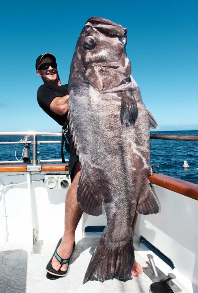 Large wreckfish caught in New Zealand