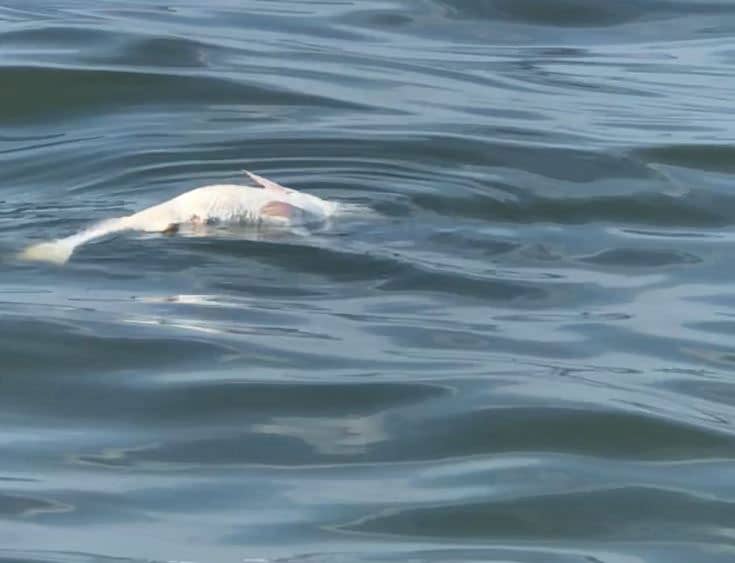 Dead bull redfish in Louisiana waters