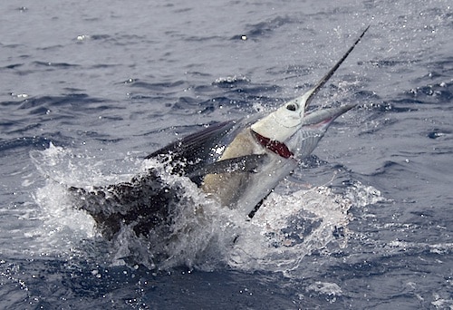 sailfish mike blog