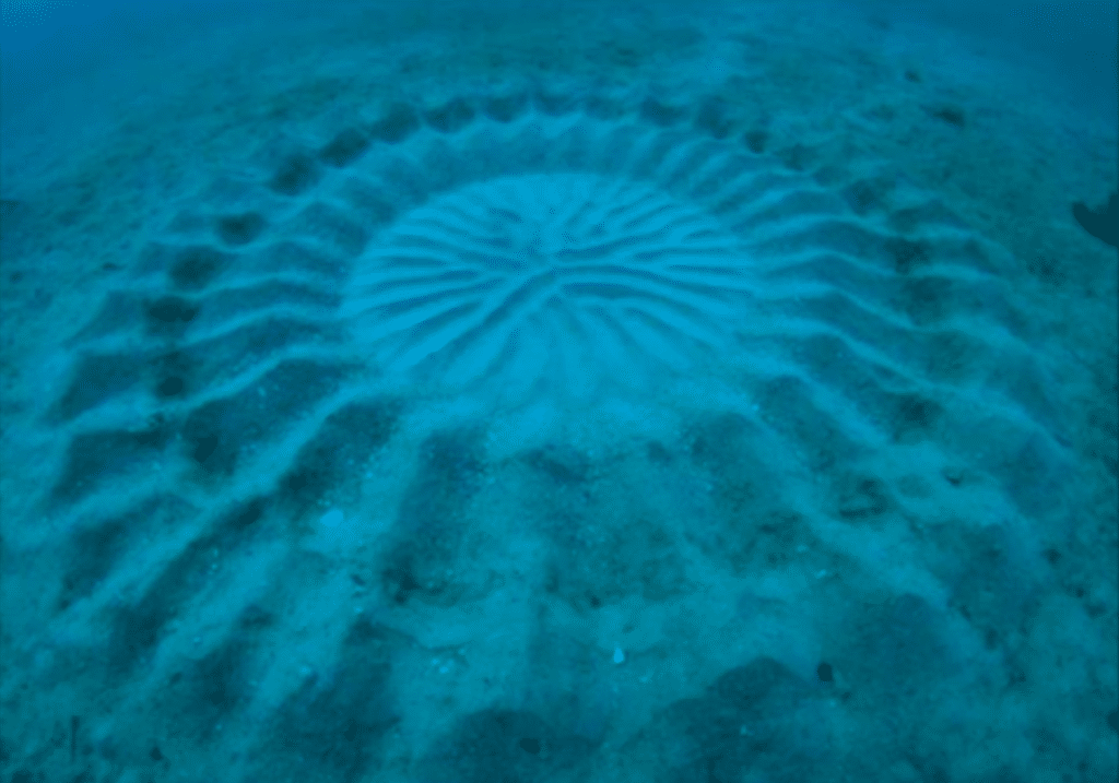 Underwater Mystery Circle