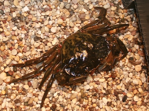 Shore Crab