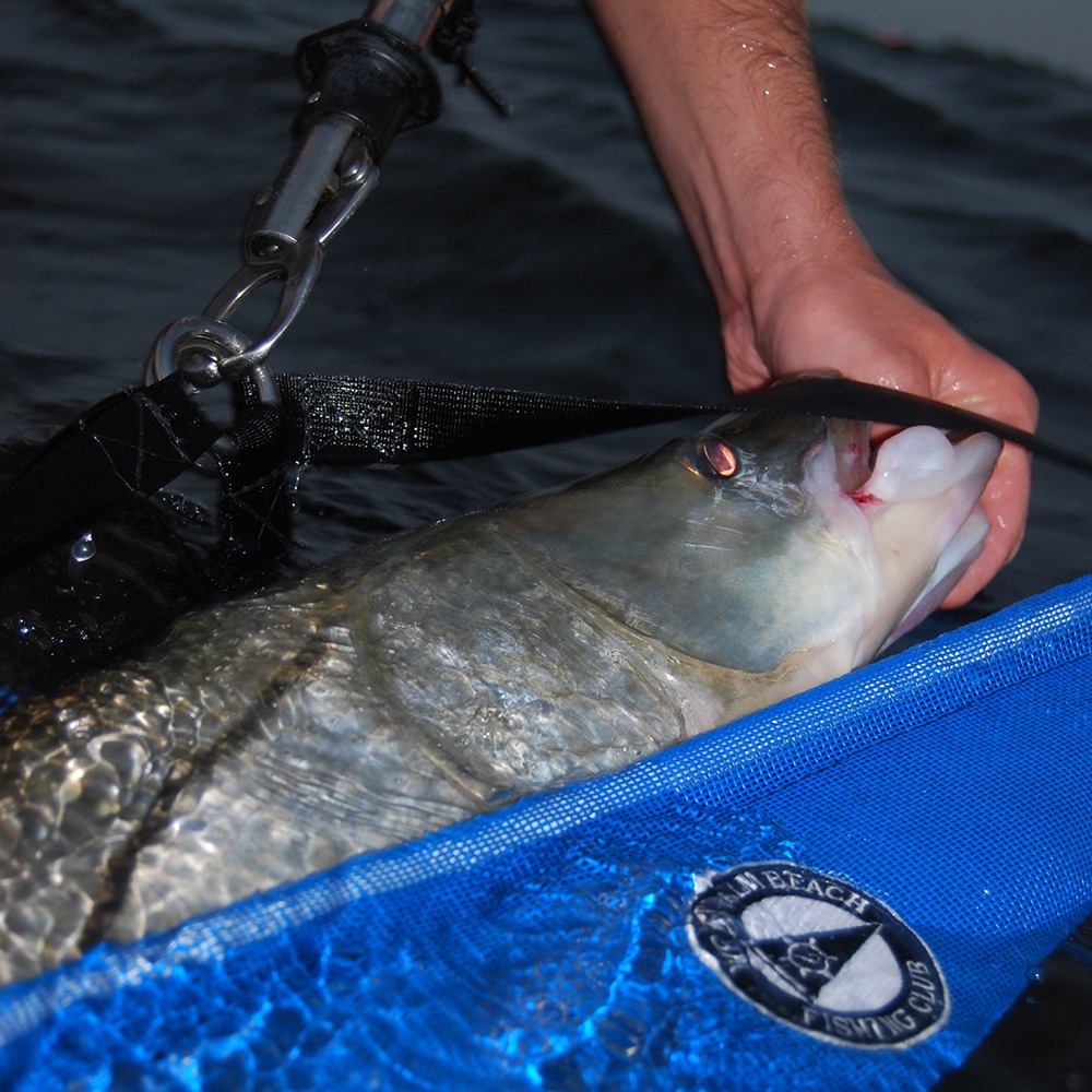 Fishing Club promotes use of snook slings to minimize damage to fish