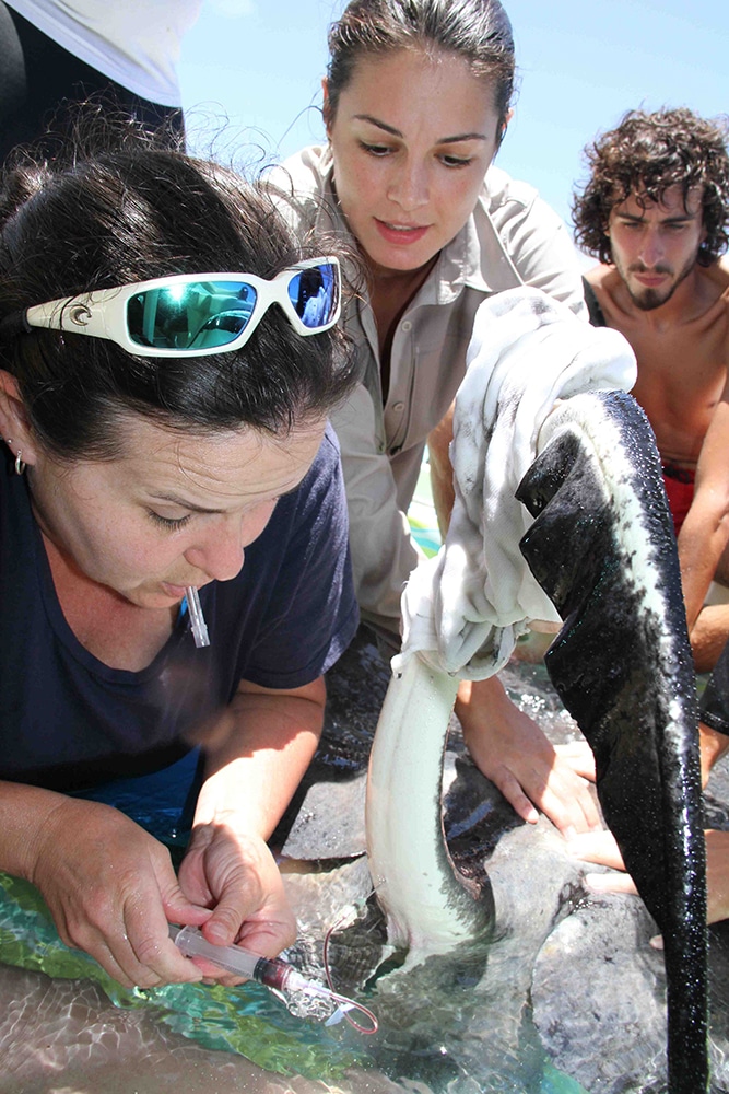 2013 Stingray Census