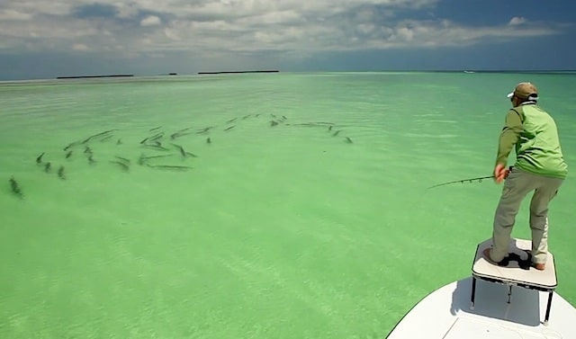 Silver Lining Tarpon