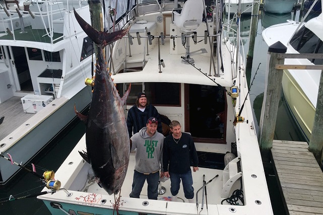 Virginia Bluefin