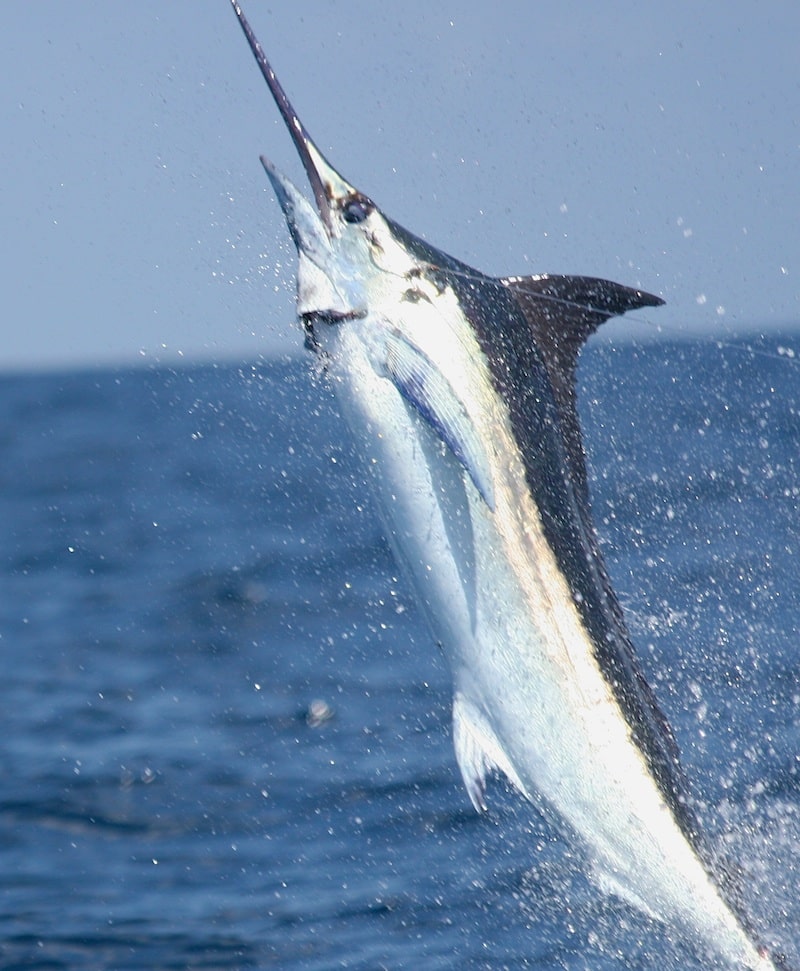 Jumping Blue Marlin