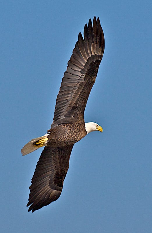 a-bald-eagle-in-everglades-national-park.jpg