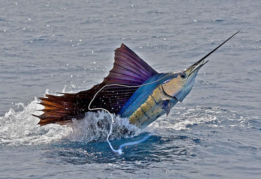 a big sail from tropic star lodge in panama.jpg