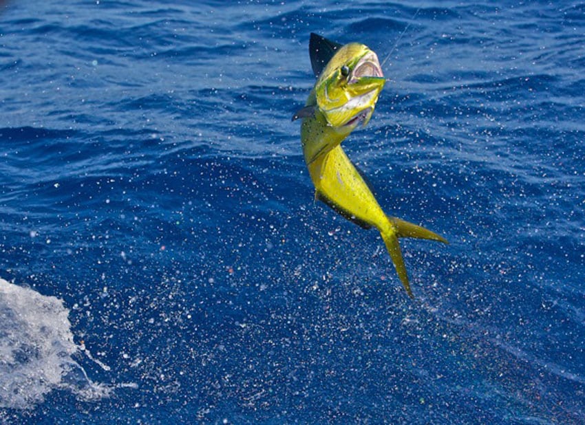 a nice dolphin off islamorada in the florida keys.jpg