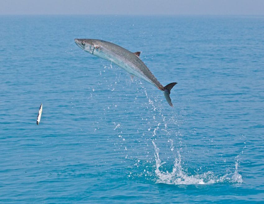 a sky rocket kingfish off key west.jpg