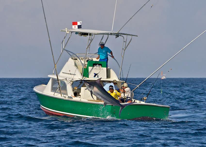 a spectacular black marlin at tropic star lodge, panama.jpg