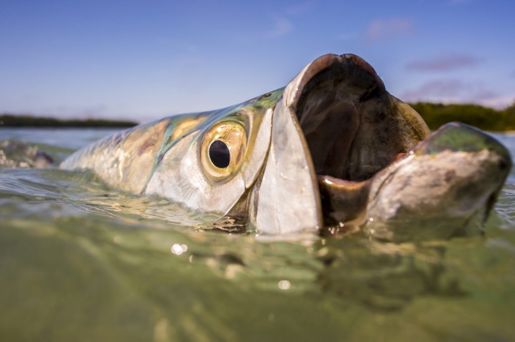 Closeup of tarpon at the surface