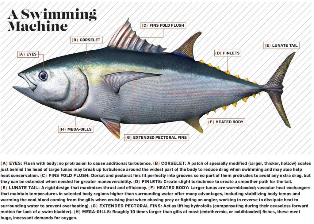 How the tuna is a swimming machine