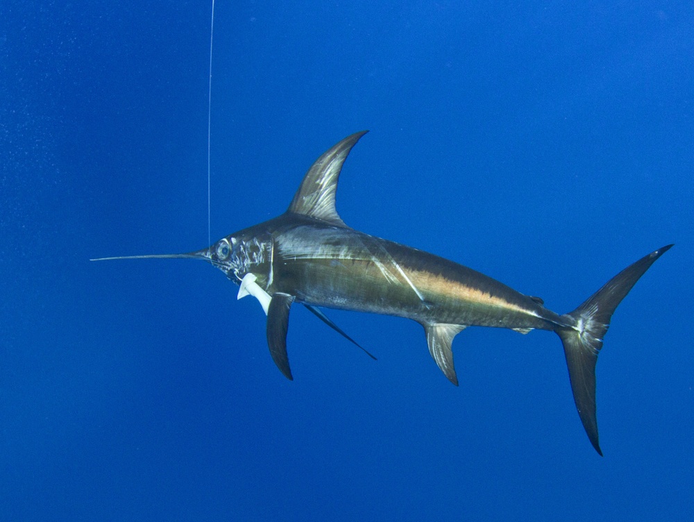 underwater shot of a swordfish