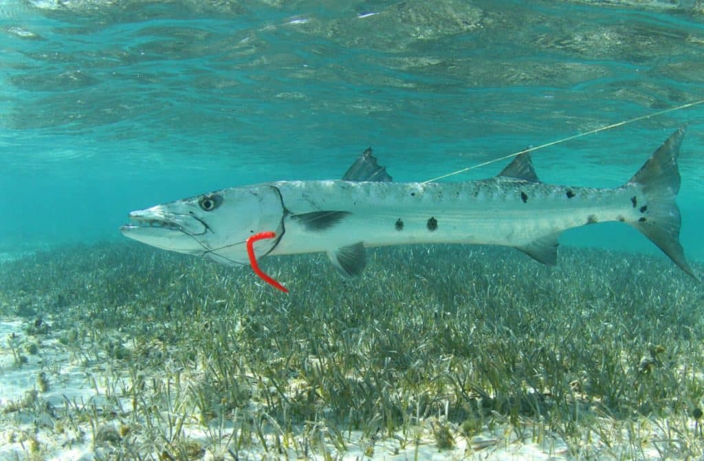 Barracuda swimming underwater