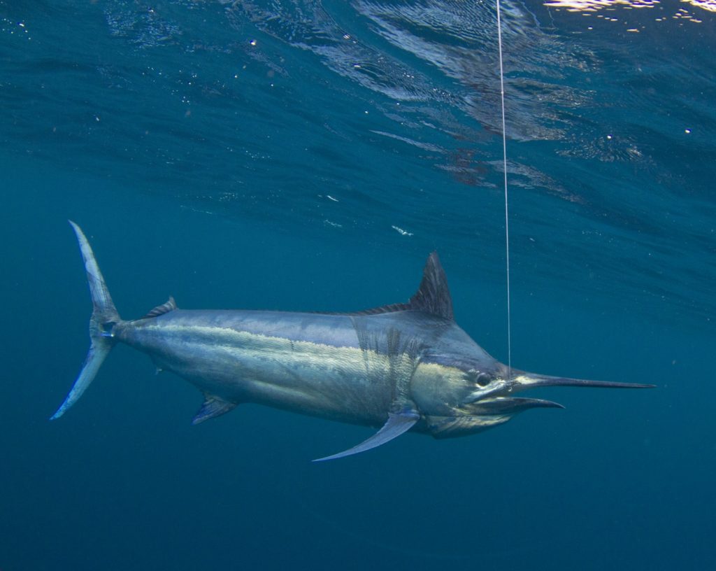 Huge black marlin on a line off Pinas Bay, Panama