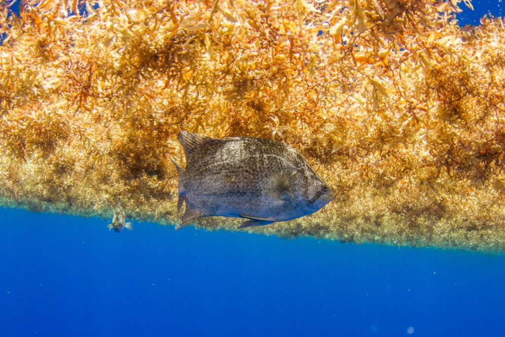 A tripletail hides in a thick mat of sargassum