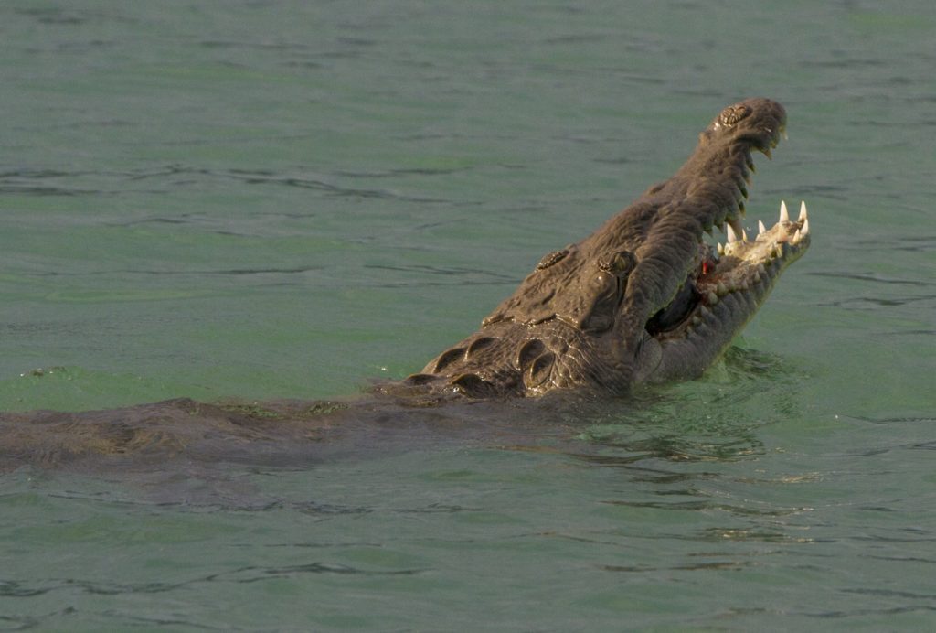 Costa Rica fishing - a large crocodile