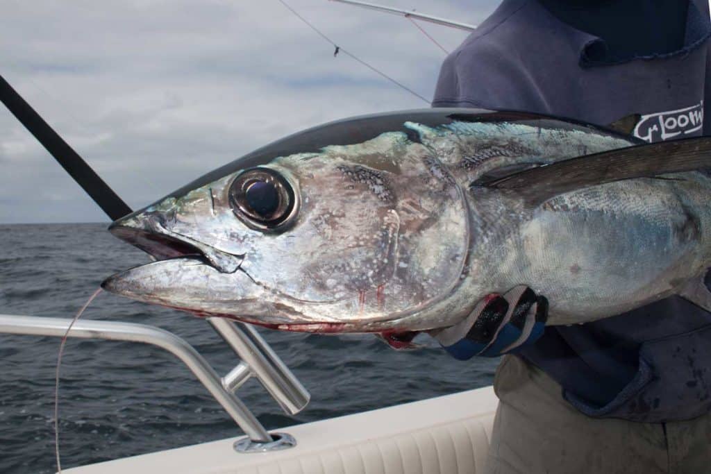 Albacore tuna caught in the north Pacific
