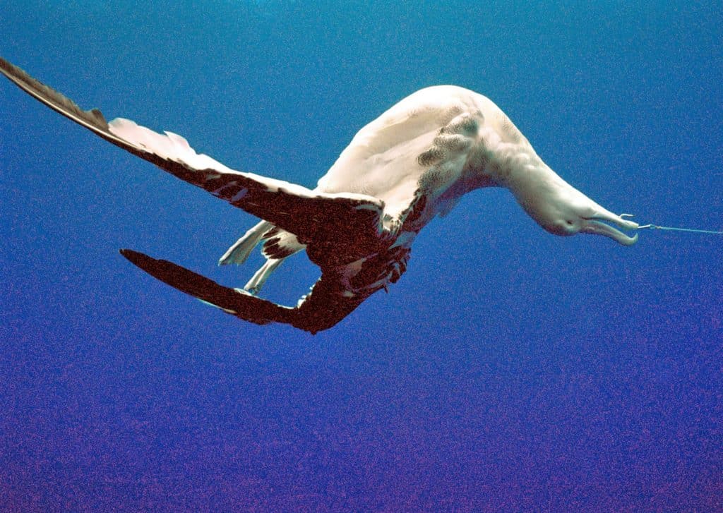 albatrosslongline.projeto tamar brazil.marine photobank.jpg