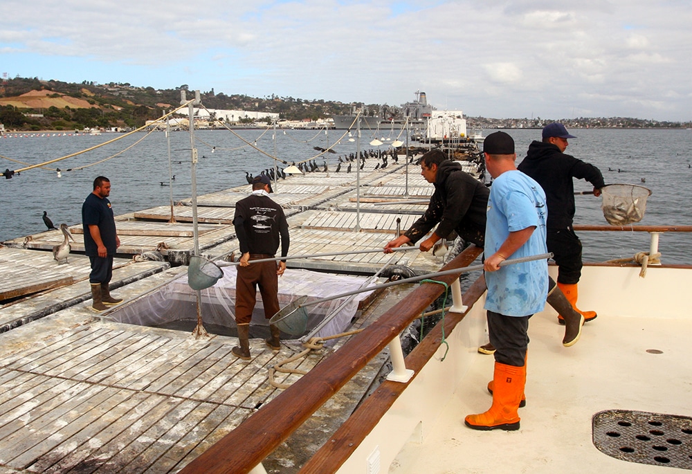 bait pens Alijos Rocks long-range fishing trip