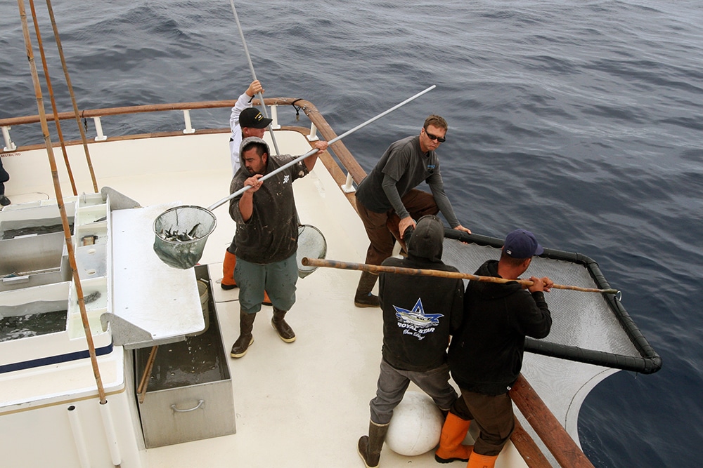 bait pen Alijos Rocks long-range fishing trip