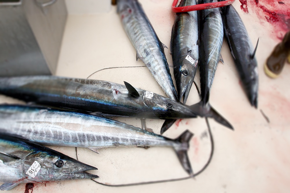 wahoos on fishing deck Alijos Rocks long-range fishing trip