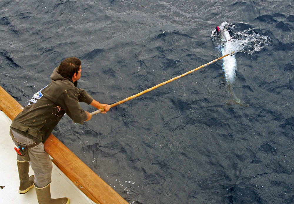 gaffing big wahoo Alijos Rocks long-range fishing trip